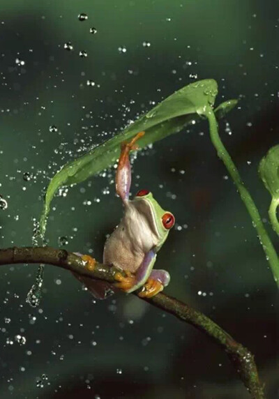 萌萌的小伙伴们躲雨的镜头，太可爱了