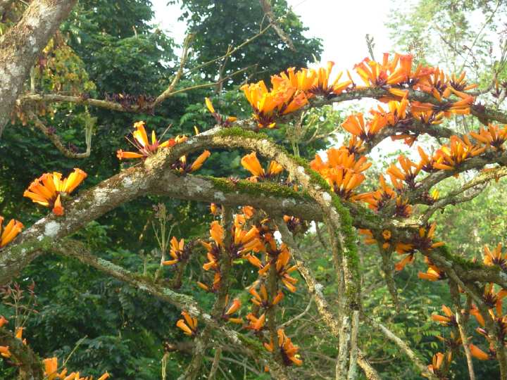 火烧花 别称，缅木、火花树、炮仗花 界