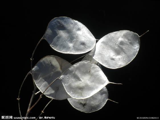 银扇草，又称金钱花、大金币草等，因角果酷似银质蒲扇而得名，原产于欧亚大陆。