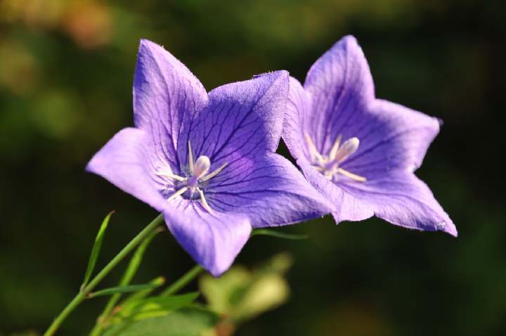 桔梗（Platycodon grandiflorus），别名包袱花、铃铛花、僧帽花，是多年生草本植物。花语 永恒不变的爱；真诚、柔顺、悲哀。 无望的爱。 想念。 由来：传说，桔梗花开代表幸福再度降临。桔梗有双层含义——永恒的爱和无望的爱。