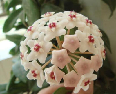 球兰（拉丁学名：Hoya carnosa（L.f.）R. Br），又名：马骝解、狗舌藤、铁脚板等，属捩花目萝藦科球兰属植物