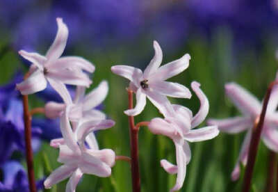 风信子（学名：Hyacinthus orientalis L.）：是多年草本球根类植物，鳞茎卵形，有膜质外皮，皮膜颜色与花色成正相关，未开花时形如大蒜，原产地中海沿岸及小亚细亚一带，是研究发现的会开花的植物中最香的一个品种。