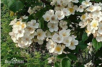 荼蘼（学名：Rosa rubus H. Lév. &amp;amp; Vaniot），又名酴醾、悬钩子蔷薇。花语——末路之美