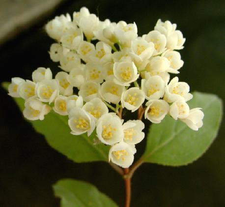 溲疏（Deutzia scabra Thunb）为虎耳草科、溲疏属落叶灌木。