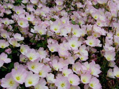 美丽月见草，别名：待霄草、粉晚樱草、粉花月见草，拉丁文名：Oenothera speciosa，英文名：evening primrose（晚樱草），是月见草的一种