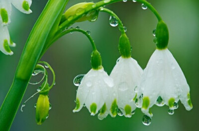 雪滴花