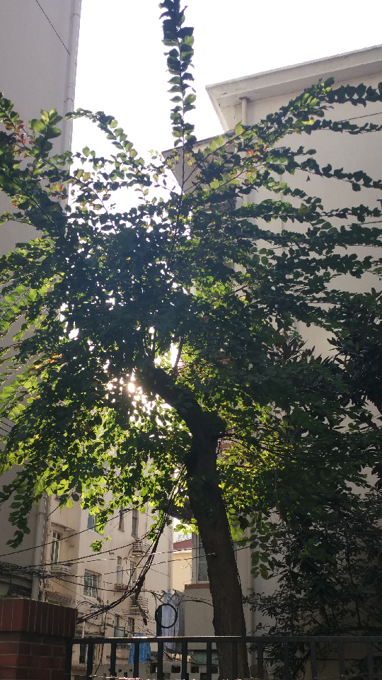 a tree BY：Ulrica洛言珏