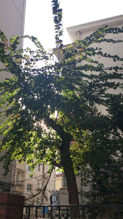 a tree BY：Ulrica洛言珏