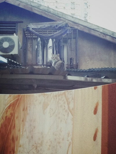 寻猫记 BY：Ulrica洛言珏