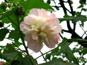 芙蓉，原名：木芙蓉，别名：芙蓉花、酒醉芙蓉，拉丁文名：Hibiscus mutabilis Linn.锦葵科、木槿属落叶灌木或小乔木