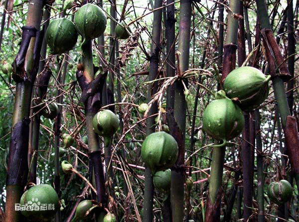 梨竹，学名：Melocanna baccifera (Roxb.) Kurz，又名：矮梨何（广西）。为禾本科竹类植物。笋期8～10月。 秆作高级纸的造纸原料，果实特大，形如梨，可烤食。