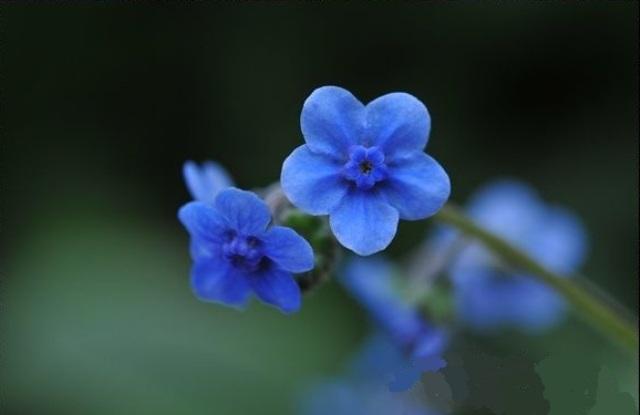 倒提壶（学名：Cynoglossum amabile Stapf et Drumm.），拦路虎、鸡爪参、一把抓、绿花叶、绿花心、七星箭（四川重庆）、蓝花参（云南红河），又称中国勿忘我，为紫草科琉璃草属的植物为多年生草本植物。