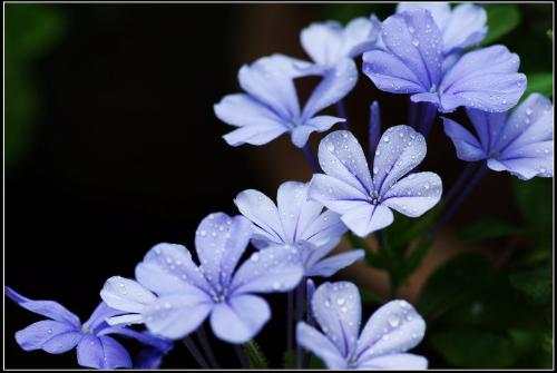 蓝雪花（拉丁学名：Ceratostigma plumbaginoides）别称山灰柴、假靛（河南），角柱花等，多年多年生直立草本，为白花丹科、蓝雪花属植物。