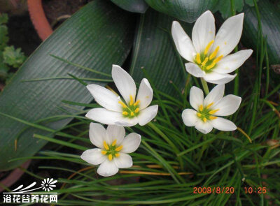 韭兰，又名：韭莲；别名：风雨花；拉丁文名：Zephyranthes grandiflora，是石蒜科葱莲属多年生草本。