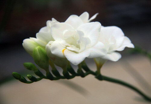 香雪兰学名（Fressia hybrida Klatt.），属鸢尾科，香雪兰属多年生球根草本花卉。