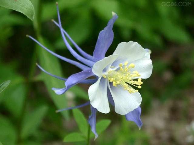 耧斗花 毛茛科(Ranuncuaceae)耧斗菜属(Aquilegia)植物。多年生草本，原产于欧洲和北美?；ㄓ?胜利之誓