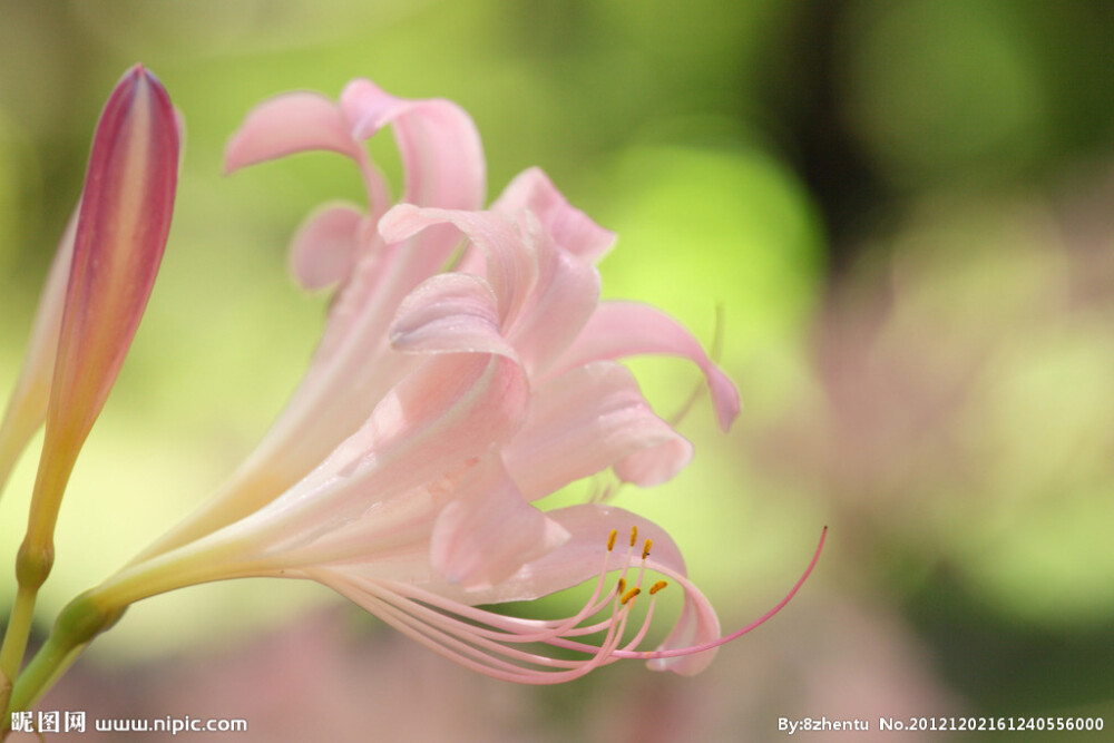 鹿葱（学名：Lycoris squamigera Maxim.）草本，地生。