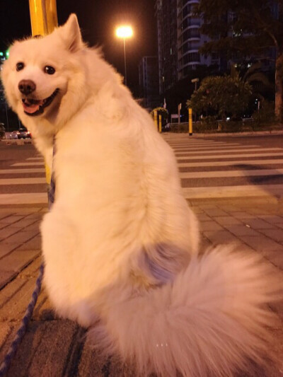 #妞妞端午# 带妞妞出门，一个姑娘远远跑来说：你好！我都轻车熟路了，松了牵引绳，妞妞也自然的走到人家跟前，耳朵一背，等揉。没想到姑娘跨过了妞妞，对我说：我来是想跟你握个手……我木讷的伸出手，跟蠢狗都呆住…