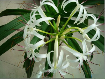 文殊兰（一般指亚洲文殊兰），拉丁学名：Crinum asiaticum ，别称文珠兰、十八学士、翠堤花等，为石蒜科文殊兰属植物。