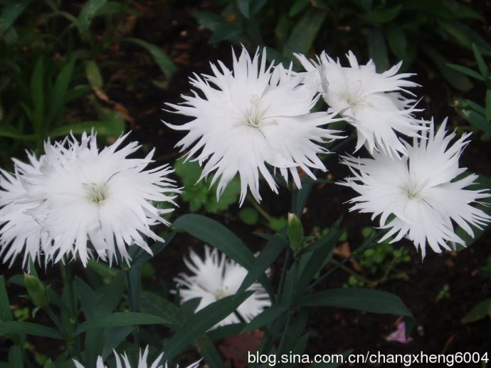 石竹科、石竹属多年生草本植物。茎丛生，披针形叶，聚散花序，花小，花瓣粉红色。是布置花坛、花境的良好材料，也可盆栽或作切花。