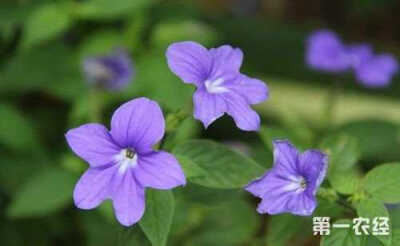 布洛华丽别名蓝英花、紫水晶、美丽紫水晶，属于茄科蓝英花属，一年生草本或亚灌木。布洛华丽的花语：富有魅力。