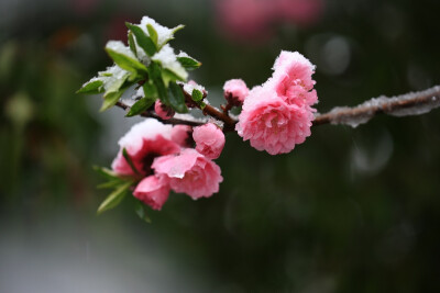 不知庭霰今朝落，疑是林花昨夜开