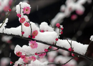 不知庭霰今朝落，疑是林花昨夜开