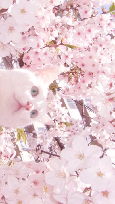 猫咪 樱花 壁纸
