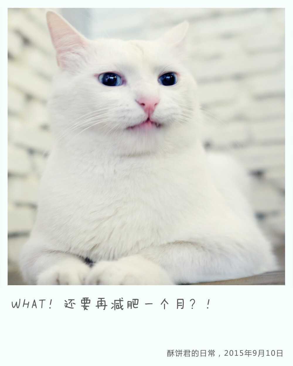 9月10日＃酥饼君的日常＃what？还要再减肥一个月？！