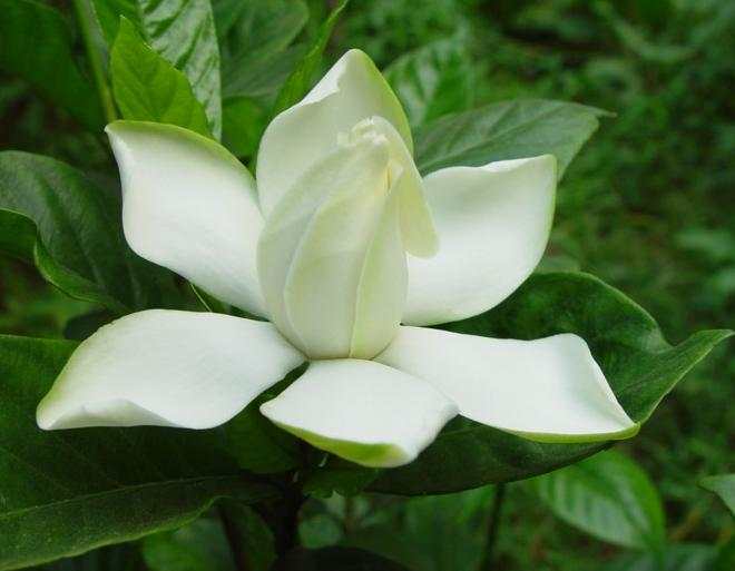 栀子花（学名：Gardenia jasminoides），又名栀子、黄栀子，龙胆目茜草科。 花语是－－“喜悦”，就如生机盎然的夏天充满了未知的希望和喜悦。