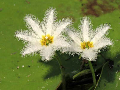 金银莲花（学名：Nymphoides indica (L.) O. Kuntze）：多年生水生草本。