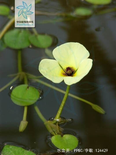 水金英（学名：Hydrocleys nymphoides）为花蔺科水罂粟属下的一个种，多年生浮叶草本。