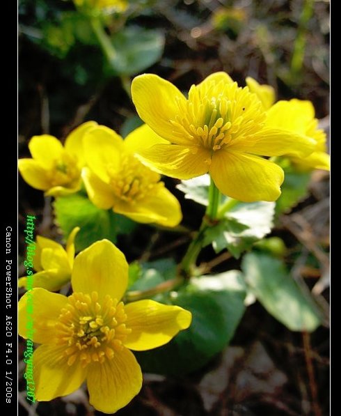 驴蹄草（学名：Caltha palustris L.）是毛茛科驴蹄草属多年生草本植物，又名驴脾气草、蹄叶（四川）、马蹄草（浙江天目山）、驴蹄菜、沼泽金盏花（Marsh Marigold）、立金花。通常生于山谷溪边或湿草甸，有时也生在草坡或林下较阴湿处。