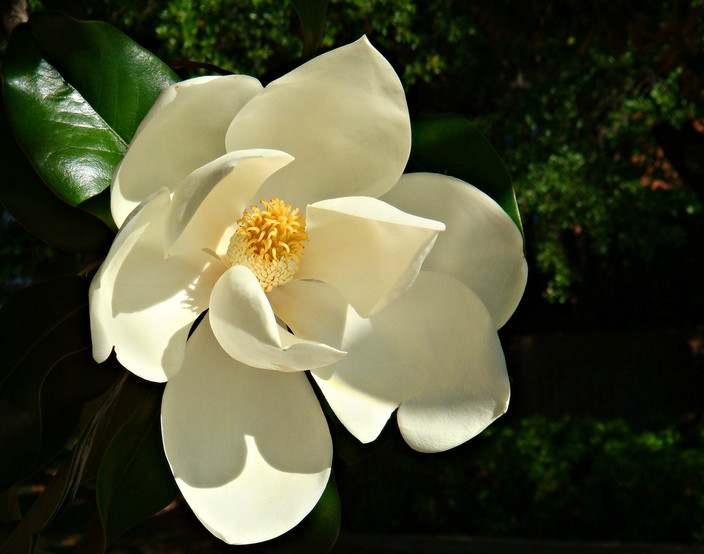 荷花玉兰（学名：Magnolia grandiflora L）原产北美洲东南部。中国长江流域以南各城市有栽培。兰州及北京公园也有栽培。