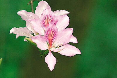 宫粉紫荆（Bauhinia variegata L.）也叫洋紫荆，是一种豆目、豆科落叶乔木。别名宫粉羊蹄甲、弯叶树、红花紫荆、红紫荆、羊蹄甲。分布在中国南部；印度、中南半岛亦有。 在热带地区生长，用途广泛可多用。