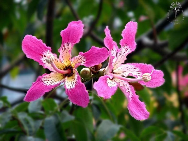 美人树，正名为：美丽异木棉，（拉丁学名：Ceiba speciosa）美人树花期长达三个月。花单生，花苞圆珠状，花冠淡紫红色，花冠近中心初时为金黄色，后渐渐转为白色。总之，开花时满树鲜艳的花朵，绚丽耀目，异常美丽，故别称美人树。