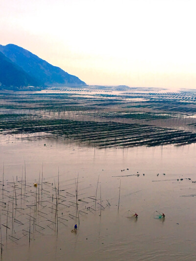 霞浦滩涂