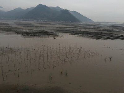 清晨霞浦滩涂