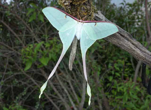 长尾大蚕蛾(学名：Actias dubernardi Oberthur)是昆虫纲鳞翅目大蚕蛾科尾蚕蛾属蛾科的属种，是世界上尾突最长的蛾。