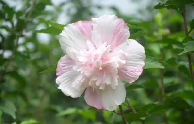 有女如车，颜如舜花。木槿花，温柔的坚持。