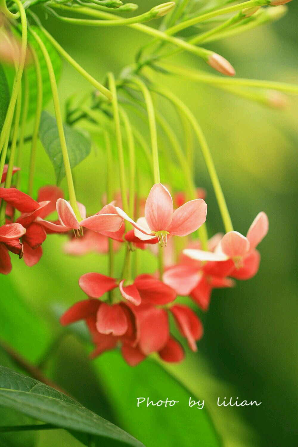 花花草草