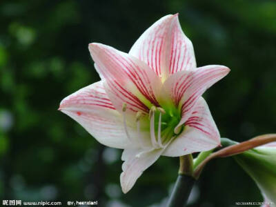 朱顶红（学名：Hippeastrum rutilum）又名红花莲（海南植物志）、华胄兰（华北经济植物志要）、线缟华胄、百枝莲、柱顶红、朱顶兰、孤挺花、华胄兰、百子莲、百枝莲、对红、对对红等。是石蒜科朱顶红属的多年生草本…