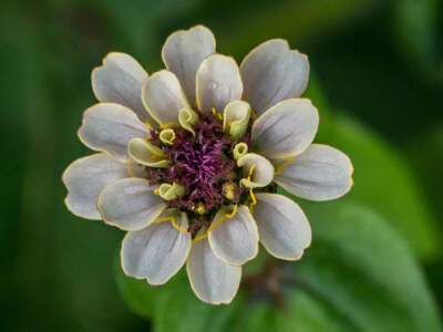 百日菊（学名：Zinnia elegans Jacq.）：一年生草本。别称:百日草、步步高、火球花、对叶菊 、秋罗、步步登高。原产墨西哥，是著名的观赏植物，有单瓣、重瓣、卷叶、皱叶和各种不同颜色的园艺品种。在中国各地栽培很…