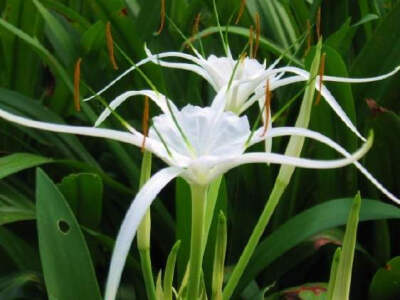 水鬼蕉 描述 Hymenocallis Salisb. 水鬼蕉属，石蒜科，50种，产美洲，我国引入有水鬼蕉 Hymenocallis littoralis(Jacq.) Salisb. . 1种，广州常见栽培。