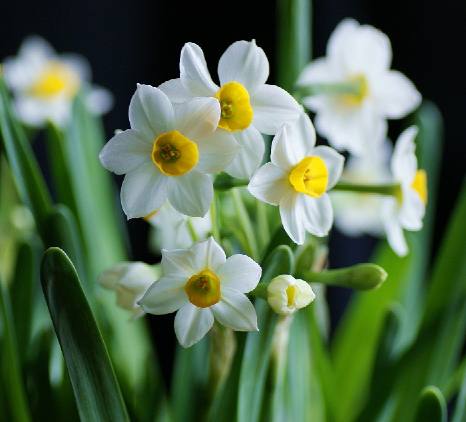 水仙（Narcissus tazettaL. var. chinensis Roem. ）：又名中国水仙，是多花水仙的一个变种。是石蒜科多年生草本植物。 花语 水仙花在过年象征－－思念，表示团圆。 中国水仙：万事如意、吉祥、美好、纯洁、高尚、纯洁的爱情、妇女德行。