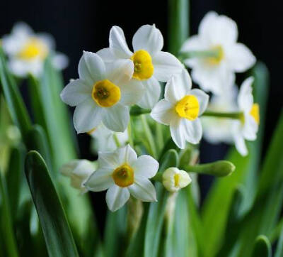 水仙（Narcissus tazettaL. var. chinensis Roem. ）：又名中国水仙，是多花水仙的一个变种。是石蒜科多年生草本植物。 花语 水仙花在过年象征－－思念，表示团圆。 中国水仙：万事如意、吉祥、美好、纯洁、高尚、纯…