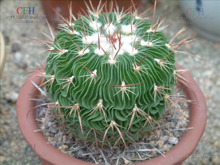 多棱球为仙人掌科多棱球属，棱多且薄，刺长且宽，形态奇特。宜盆栽观赏