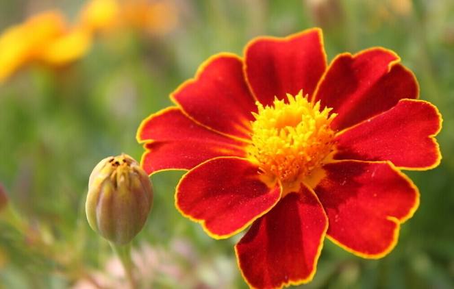 孔雀草（拉丁学名：Tagetes patula L.）菊科、万寿菊属一年生草本植物。茎直立，分枝斜展。叶羽状分裂，头状花序单生，管状花花冠黄色，瘦果线形，花期7-9月。 原产墨西哥。分布于四川、贵州、云南等地，生于海拔 750-1600m的山坡草地、林中，或庭园栽培。具有药用价值。