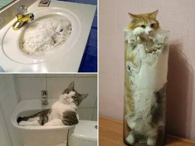 猫都是水做的