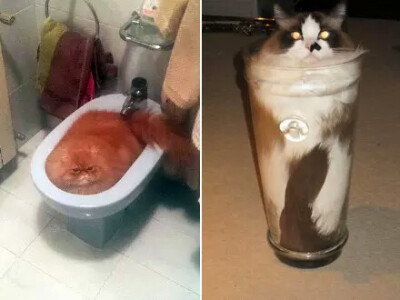 猫都是水做的
